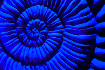 Macro photography of the intricate spiral geometry and ridges of an ammonite fossil in bright blue light. Great for abstract science, geometry, and prehistoric themes. © vannet