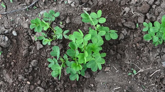 Peanut plant bushes growing in garden. Cultivation of groundnuts in open ground in temperate continental climate. Organic monkey nut sprout. Summer. Agriculture