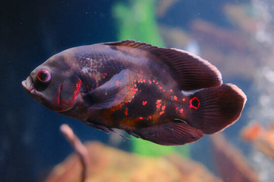 Dark tiger oscar fish featuring striking orange and red spots swimming gracefully in a moody freshwater aquarium setup.