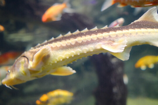 Close-up view of a young sturgeon swimming underwater showing textured bony scutes and barbels.