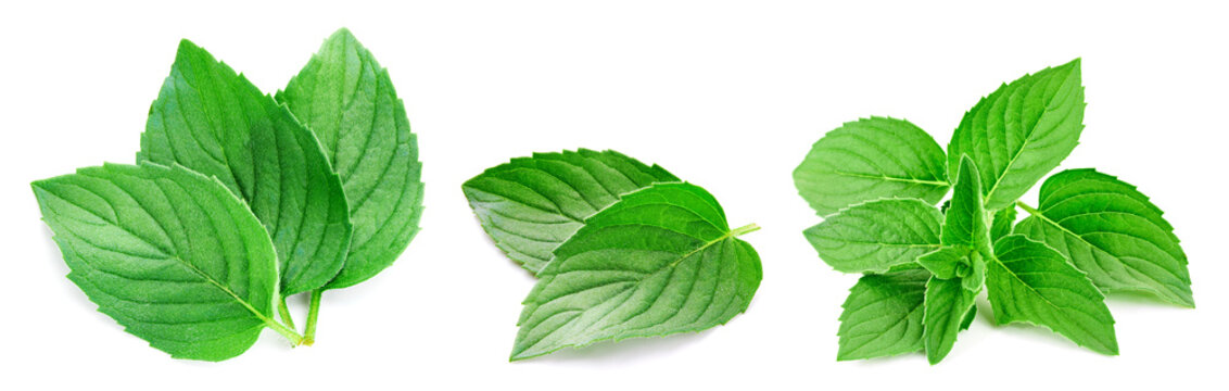 Green mint leaves collection. Fresh organic aromatic leaves isolated on white background with clipping path