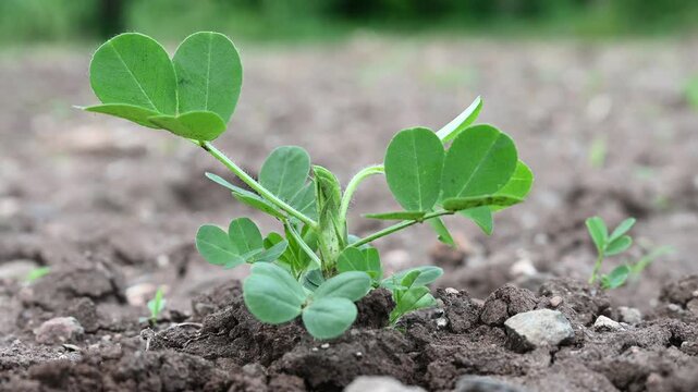Peanut plant bushes growing in garden. Cultivation of groundnuts in open ground in temperate continental climate. Organic monkey nut sprout. Summer. Agriculture
