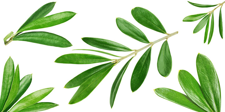 Olive leaf collection element. Fresh organic green leaves set isolated on white background. Clipping path. Full depth of field