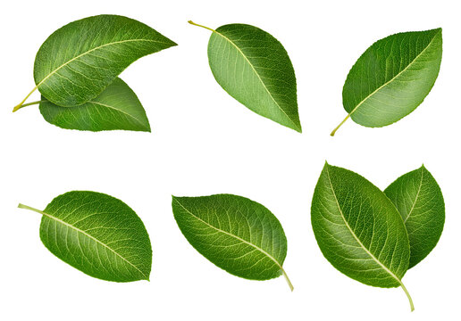 Fresh green pear leaves set isolated on white background. Leaf collection pear leaf clipping path. Full depth of field