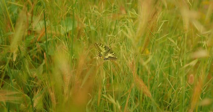 Butterfly resting among tall green grass in soft daylight