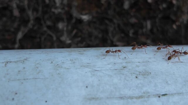 ants in the forest 