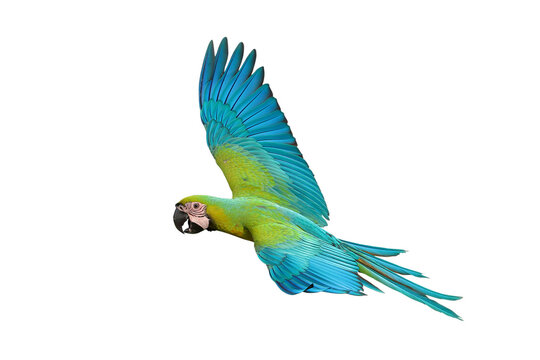 Colorful flying Buff Gold​ Macaw parrot isolated on transparent background png file