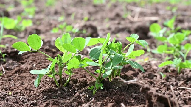 Peanut plant bushes growing in garden. Cultivation of groundnuts in open ground in temperate continental climate. Organic monkey nut sprout. Summer. Agriculture