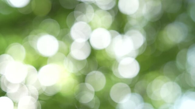 Beautiful spring nature with blurry sunlight shining trough the forest trees, Low view Defocused blurred of green and yellow bokeh with warm light moving with the wind.Real time full 4k video footage