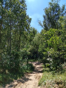 Sandy path winding through a dense green forest under a bright sunny sky