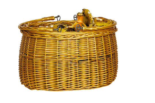 Wicker foraging basket containing edible wild mushrooms, isolated as a cutout on a transparent background.