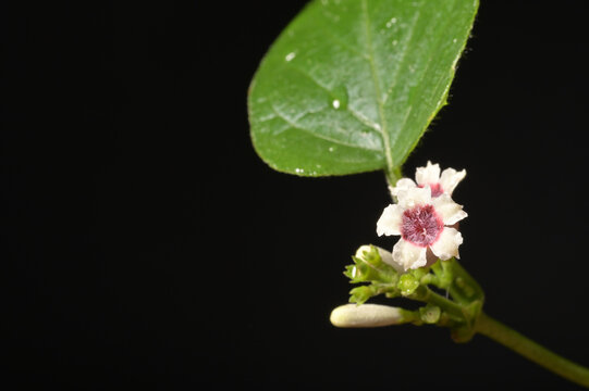 黒背景に映えるヘクソカズラの花