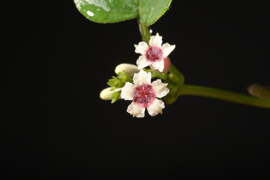 黒背景に映えるヘクソカズラの花