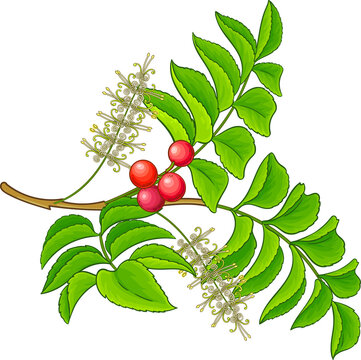 Chilean Hazelnut Branch with Flowers, Berries and Leaves Colored Detailed Illustration. Essential oil ingredient for cosmetics, spa, aromatherapy, health care, alternative medicine. 