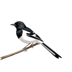 Fototapeta premium Oriental Magpie Robin Bird Sitting on Tree Branch Black and White Vector Illustration Isolated PNG