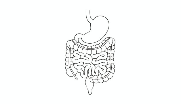 Anatomical outline drawing of the human digestive system showing stomach, small intestine, and large intestine.
