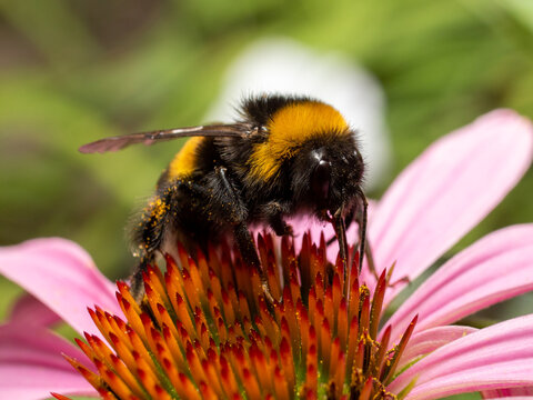 Macro close-up of a bumblebee collecting pollen on a pink coneflower in a sunny garden, showing detailed body hairs and pollen grains.