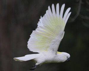 Sulphur Crested Cockatoo in flight © Craig