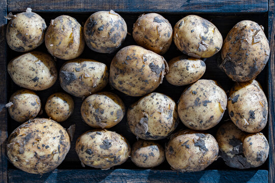 Raw unpeeled organic potatoes with soil. Top view of freshly harvested dirty yellow potatoes with ground skin packed tightly inside dark wooden crate under harsh direct sunlight with shadows