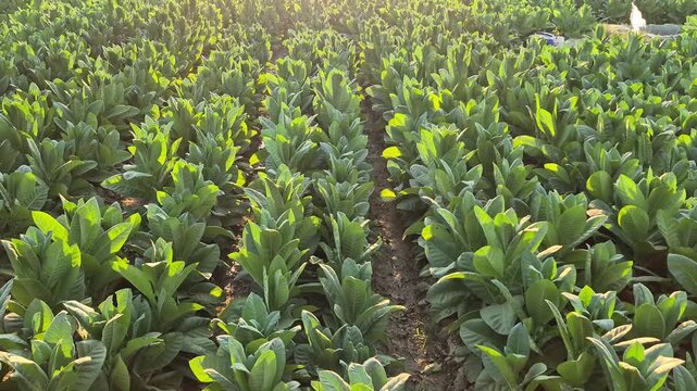 Tilt up shot of lush green tobacco plantation in neat rows during golden hour sunlight, agriculture concept