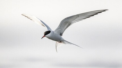 Obraz premium Arctic Tern bird flies with wings spread wide against white backdrop. Elegant seabird soars, its plumage detailed in soft light, conveying freedom and grace. Solo aviator drifts through airy space.