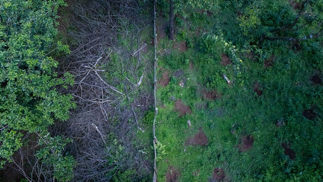Aerial view of Kakamega Forest showing a clear boundary between dense green vegetation and an area with cleared brush and fallen branches in Kakamega, Kenya.
