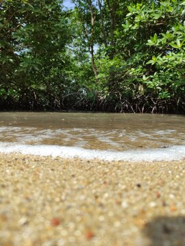 Mangrove forest along a tropical shoreline with shallow seawater and sandy beach, showing a natural coastal ecosystem in Indonesia.