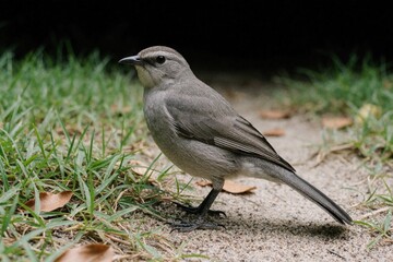 Fototapeta premium Small grey bird stands on sandy path next to green grass. Bird has dark eyes and beak. Its plumage is uniform grey. Background is dark forest or bush.