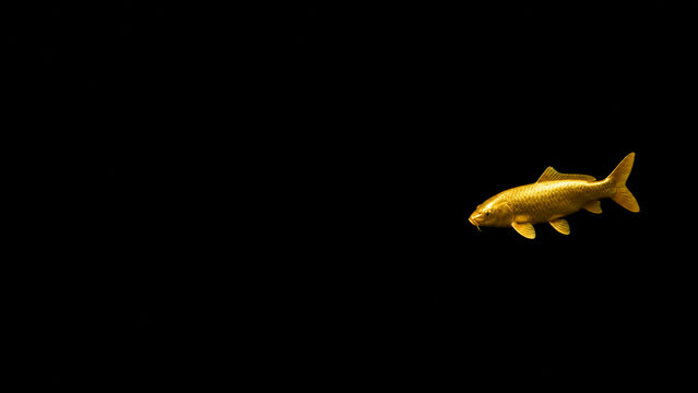 Golden Koi Fish Swimming on Deep Black Background with Wide Copy Space