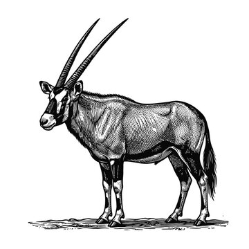 Isolated vintage engraving style black and white oryx antelope illustration vector for design elements and nature themes.