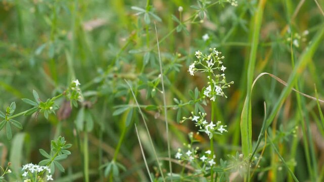 Delicate small white wildflowers blooming among lush green grass in a sunny field, featuring natural soft bokeh background, peaceful summer atmosphere, and detailed macro photography.