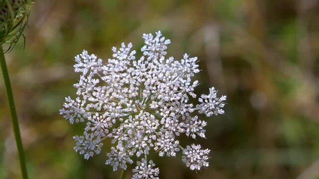 Detailed macro view of a white Queen Anne's lace umbrella flower blooming in summer light against a soft green natural bokeh background, capturing geometric floral patterns.