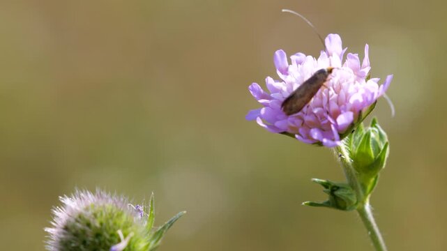 Small moth with long antennae perched on a bright purple flower in warm sunlight, showing detailed wings and soft natural blurred background in a summer meadow.