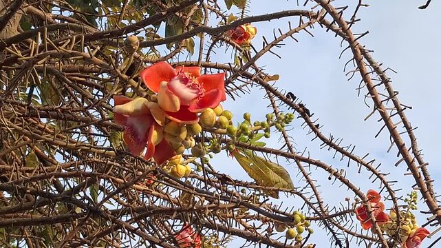 Exotic Cannonball Tree Flowers Blooming with Small Sunbird Perching on Branches