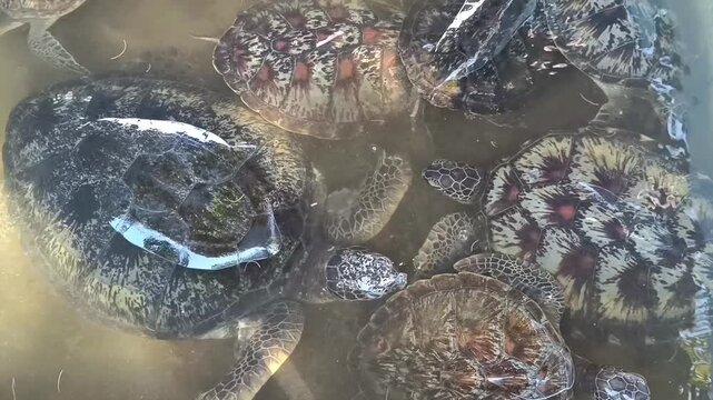 Footage of several sea turtles of various sizes and beautiful shell patterns swimming in a captive breeding or conservation tank with murky water.