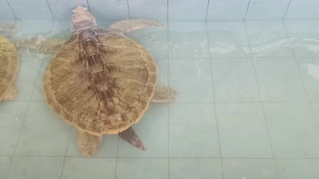 Footage of a sea turtle swimming slowly in a tiled pool. Ideal for content related to nature conservation, wildlife rescue, marine education, or ecotourism.