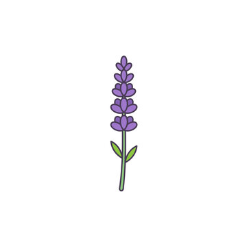 Lavender flower vector illustration isolated on white background.