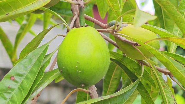 Fresh canistel fruits on tree in garden.