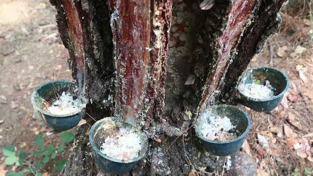 Pine tree trunk with resin collection cups attached for harvesting natural sap.