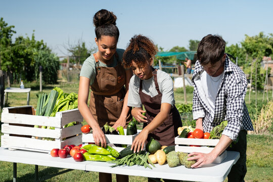 Diverse farmers arranging fresh organic vegetables and fruits from a community garden