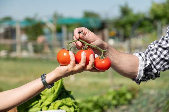 Hands exchanging a vine of fresh ripe tomatoes during a garden harvest