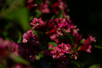 Obraz premium bee on pink flower