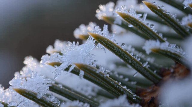 Close-up macro footage of delicate ice crystals and frost forming on the sharp green needles of a pine tree branch during a cold winter morning in a tranquil forest
