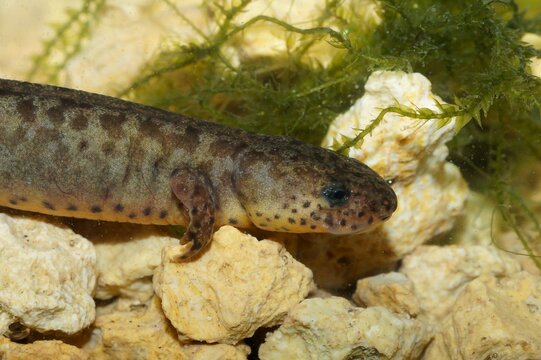 Closeup on a female Alpine newt, Ichthyosaura alpestris underwater