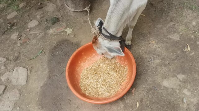  High angle top view of domestic goat eating dry animal fodder from a plastic tub outdoors in a village
