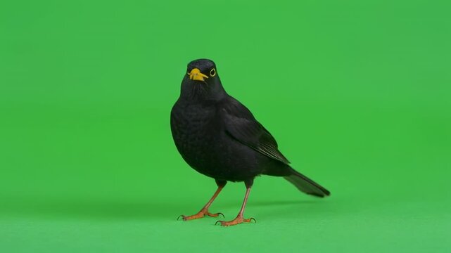 Blackbird bird walking on green screen background with subtle shadow and soft lighting cinematic motion