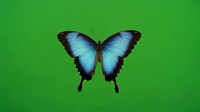 Blue Morpho Butterfly fluttering wings in vibrant green background with subtle camera zoom for nature documentary intro