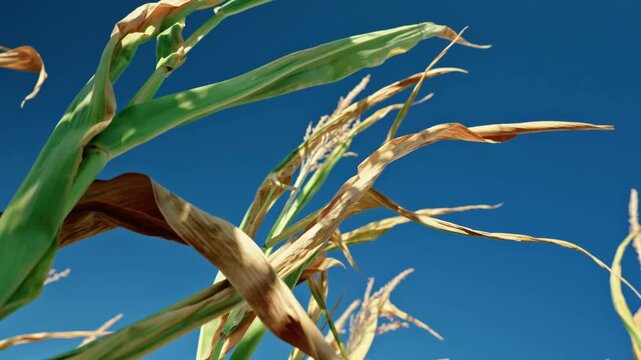 Ripe corn tops, golden dry leaves, and tassels reaching against a clear blue sky on an agricultural field in sunny weather.