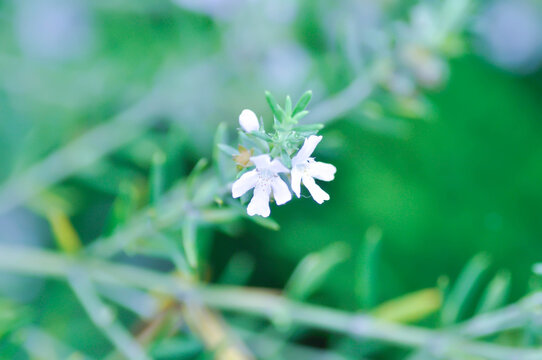 Coastal Rosemary, Cunila fruticosa or Native Rosemary or  Westringia fruticosa Smokey or Westringia fruticosa Willd Druce or white flower