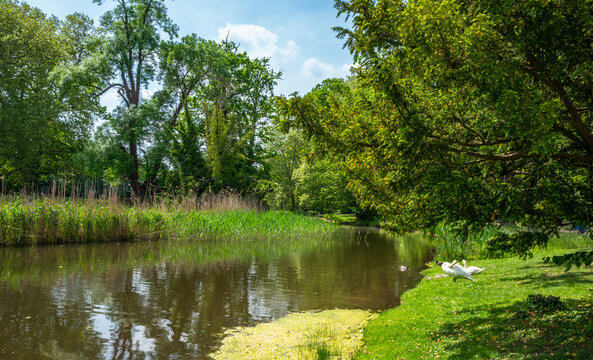 Landschaft mit kleinem Fluss und Schw&auml;nen im Wasser, Potsdam, Brandenburg, Deutschland
